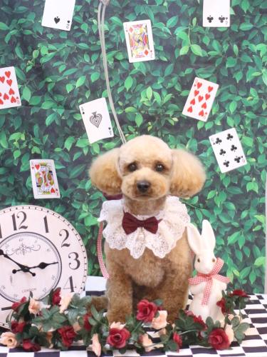 20250412シェリーくん